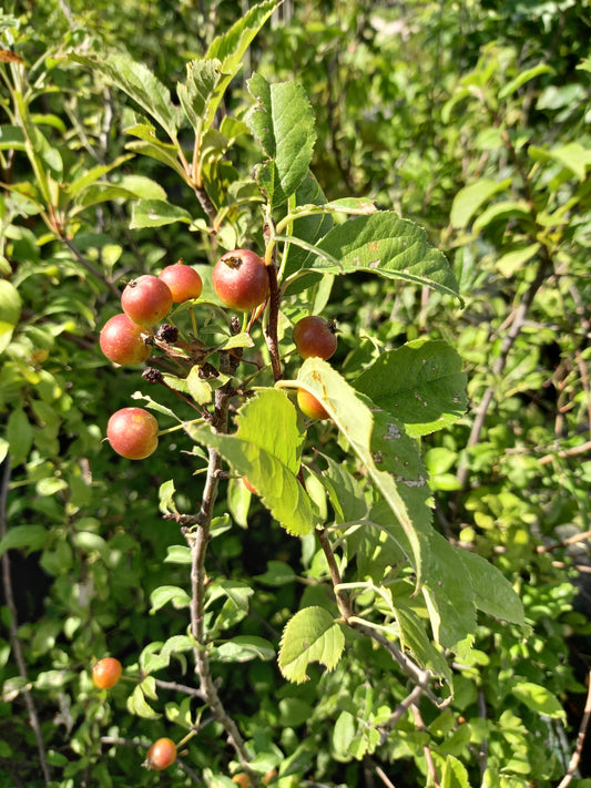 Manzano de Siberia